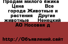 Продам милого ёжика › Цена ­ 10 000 - Все города Животные и растения » Другие животные   . Ненецкий АО,Носовая д.
